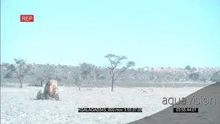 African Male desert lion resting scouting across hunting