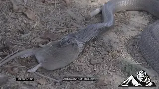 Black Mamba feeding on Mouse HA MCU ZOOM FOCUS PULL CU