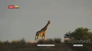 Giraffe on horizon at dawn looking back towards camera