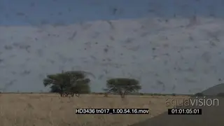 Swarm of Locusts flying around in frame over bushes in the distance