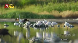 Flock of Greater Flamingo looking around, preening and flapping wings.