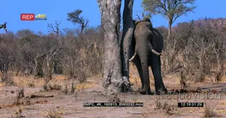 Elephant leaning up against a tree and rubbing behind its ear