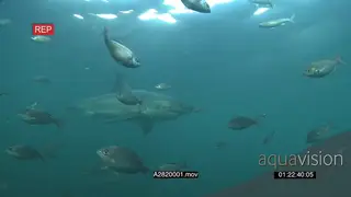 School of Strepies swimming and turning around underwater in ocean and Great White Shark.