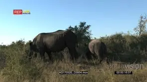 Black Rhino Cow Grazing with Cub in the Bushveld
