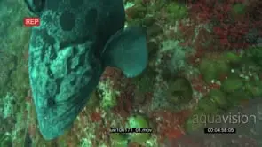 Potato Bass swimming underwater in ocean deep and feeding on a Sardine HA MS PAN HAND