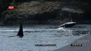 A Killer Whale Pod Swimming and Porpoising GENERAL BEHAVIOUR