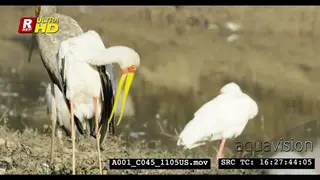 Yellow-billed stork standing, looking around and preening on itself.