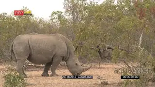 Lone White rhino grazing in the Woodland GENERAL BEHAVIOUR