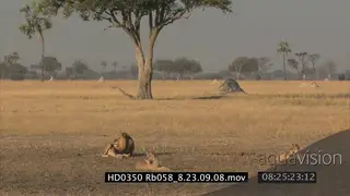 SCENIC PAN across landscape, with Lion Cecil, Lioness and cub laying down