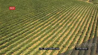 Aerials over Cape vineyards