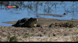 [2] Nile Crocodiles basking in the sun MWS
