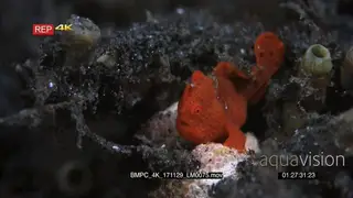 Macro shot of a tiny juvenile orange painted frogfish.