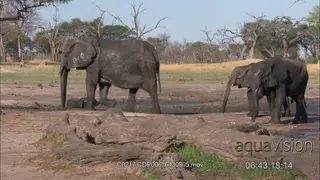 African Elephant calf stuck in thick mud hole Elephant herd passing by
