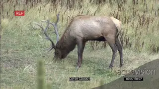 Elk Deer standing and grazing GENERAL BEHAVIOUR