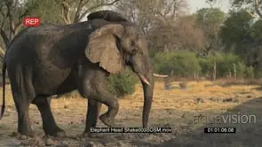 African Elephant shaking head irritably SLOW MO