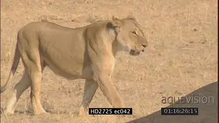 Sole female African lion running after Cape buffalo herd then walking back buffalo herd.
