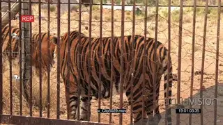 Endangered Tigers held in captivity
