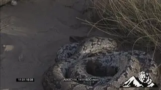 African Rock Python feeding on Rat HA MS ZOOM FOCUS PULL MCU 2SHOT