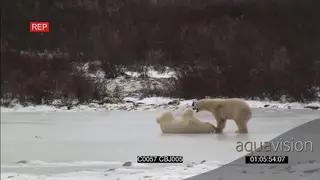 Polar bears social behaviour as fight breaks out rolling on frozen ice river
