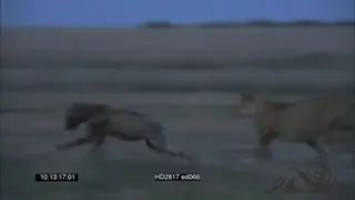 African Lioness chasing a Spotted Hyena