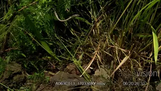 Vine snake hanging on a tree branch and observing the ground below for passing Lizards.