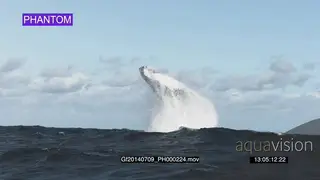 Humpback whale breach LWS GOOD LIGHT