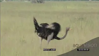 Ostriches mating dance on Okavango grass plain GOOD LIGHT