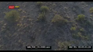 Aerial Drone African lions sleeping resting near bushes