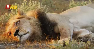 African male Lion laying down, resting, sleeping. Dusk during sunset.
