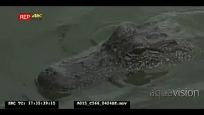 American Alligator sitting in the Water showing half of the face GENERAL BEHAVIOUR CU