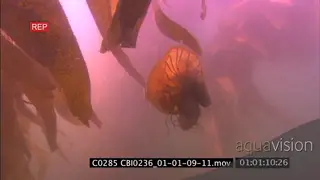 Pacific sea nettle jellyfish swimming in-between kelp forest UW