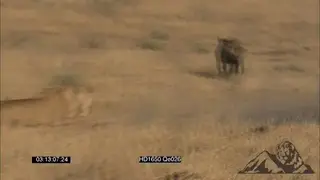 African female Lioness chases the Hyena away while the other one is feeding on a dead.