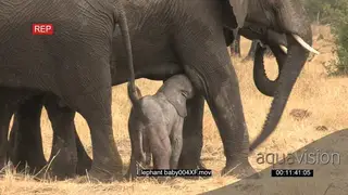 Newly born elephant standing and feeding from the mother and the rest of herd grazing