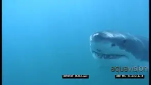 Great White Shark swim past XCU