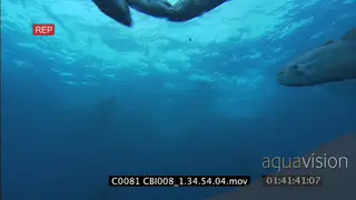 BAITBALL UW GALAPAGOS SHARKS, GALAPAGOS DOLPHINS AND BONITO TUNA AND BIRDS DIVING INTO.