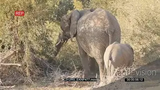 African Elephant Bull and calf standing grazing SEMI DRY