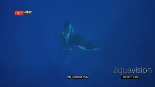 Humpback whale mother with her young calf resting on her back UW SOCIAL BEHAVIOUR