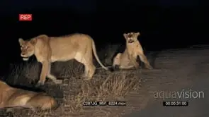 African Lionesses laying on side of dirt road looking in same direction then roaring MS
