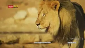 Close up shot of large male lion walking to and past camera