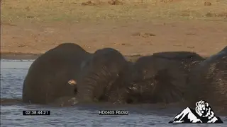 Elephant Calves bathing and fighting MCU MS