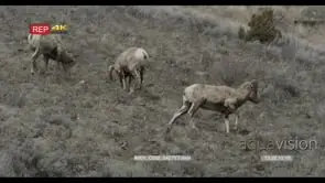 Bighorn sheep grazing with one walking away to hide behind a tree GENERAL BEHAVIOUR