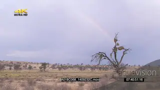 SCENIC bushveld Sociable weaver nest birds flying in out Rainbow in BG