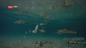 Wide shot of juvenile and adult blacktip reef shark catching a fish and feeding.