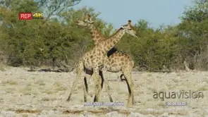 Giraffe pair fighting, pushing and swinging their necks at each other