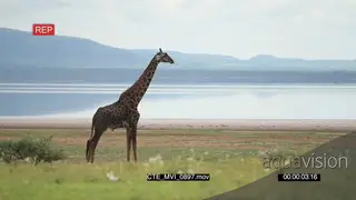 Masai Giraffe standing and chewing GREEN LS