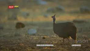 Helmeted guineafowl feeding in a dusty dry rocky landscape