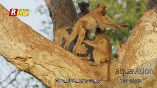 Chacma Baboon trio sitting, looking around and climbing on top of tree branches.