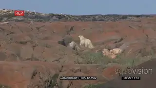 Polar bear constantly looking back alerted walking away amongst boulders after gun flair.