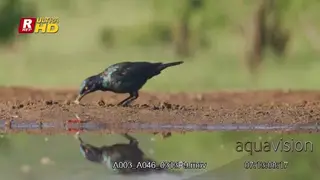 Cape glossy starling walking, hitting the prey on the ground and forcibly removing stings.