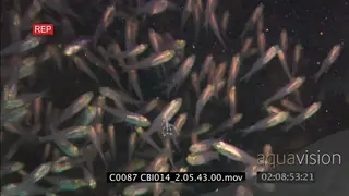 Cleaner shrimp floating, fish swimming around ti WS